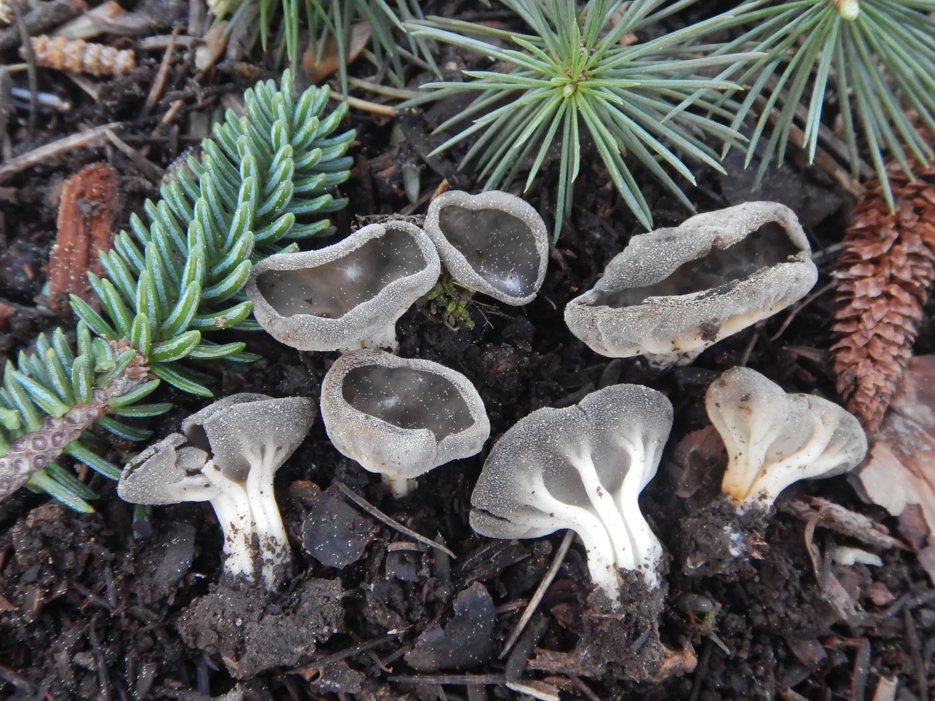 Helvella calycina, 25-04-25 (1)